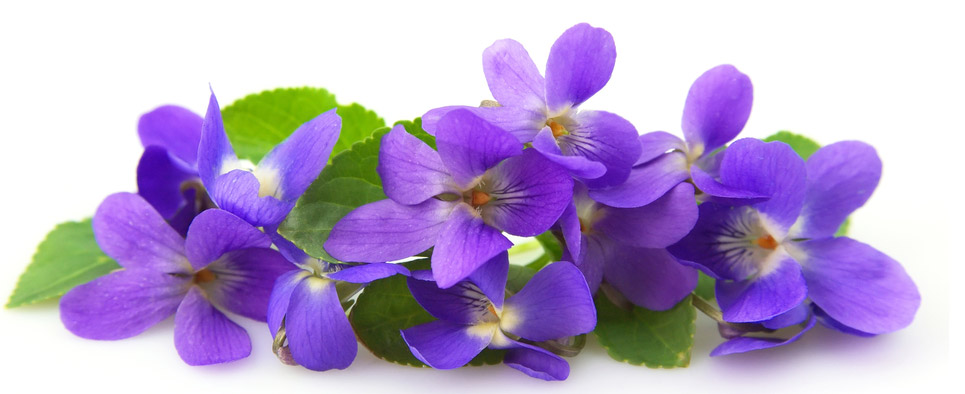 Les fleurs et la cuisine (partie 4) : La violette - Fines Herbes